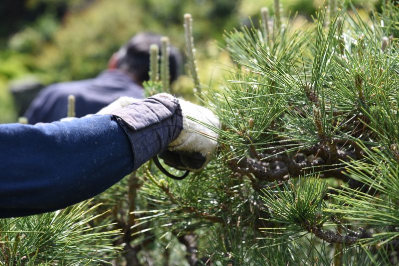 Local Spruce Tree Pruning pros at work
