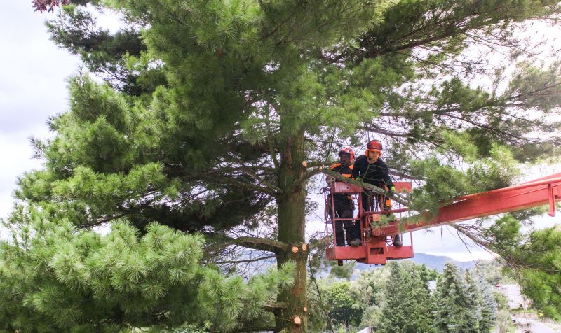 Spruce Tree Pruning