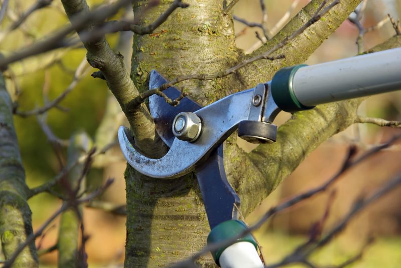 Apple Tree Pruning in Allentown, PA