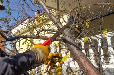 Birch Tree Pruning in Doylestown, PA