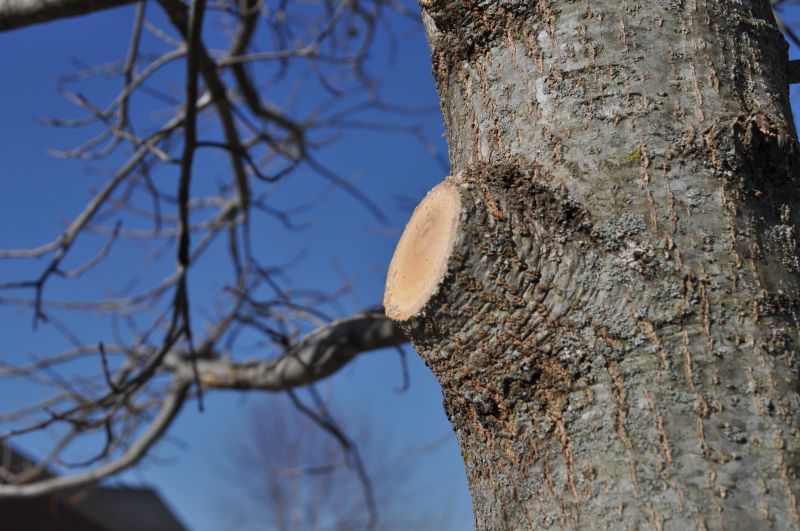 Cedar Tree Pruning in San Jose, CA