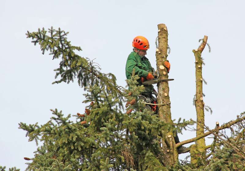 Spruce Tree Pruning