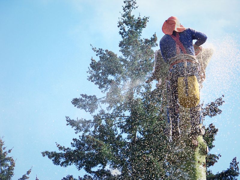 Dead Tree Removal in Pottstown, PA