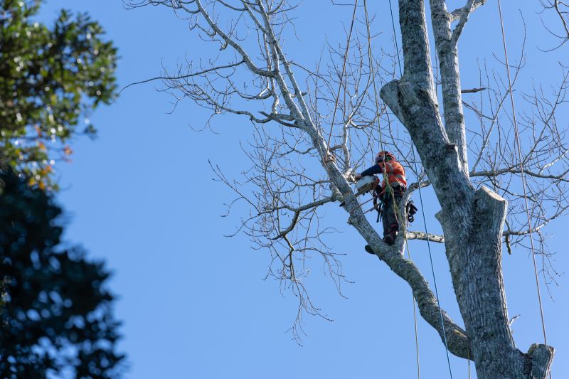 Oak Tree Pruning in Allentown, PA