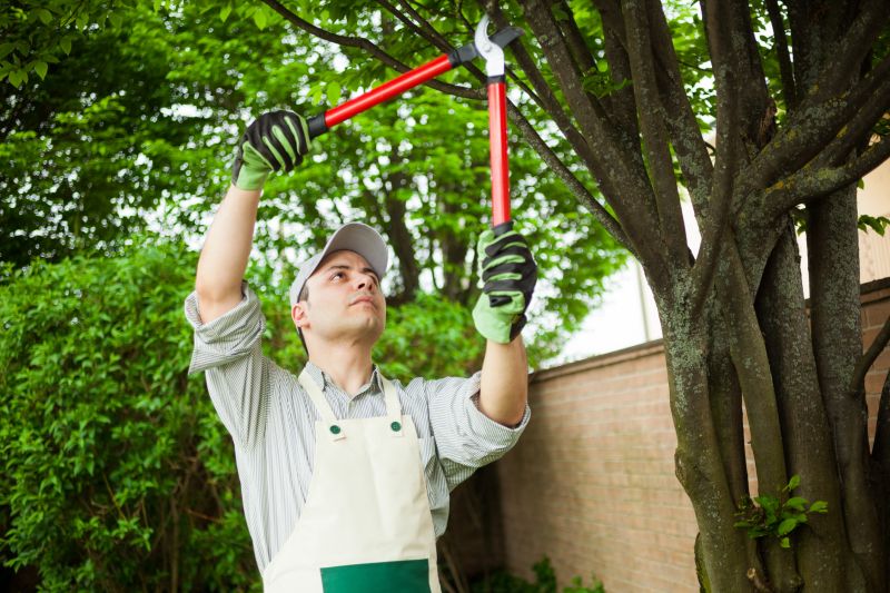 Orchard Tree Pruning in Reno, NV