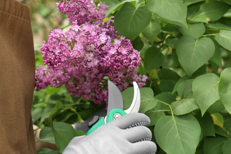 Shrub Pruning in Rockwall, TX