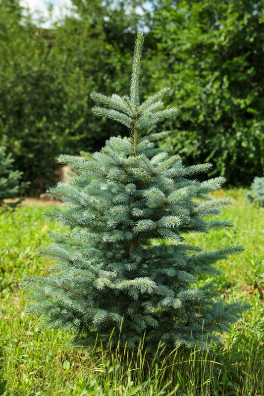 Spruce Tree Pruning