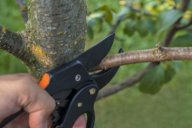 Spruce Tree Pruning