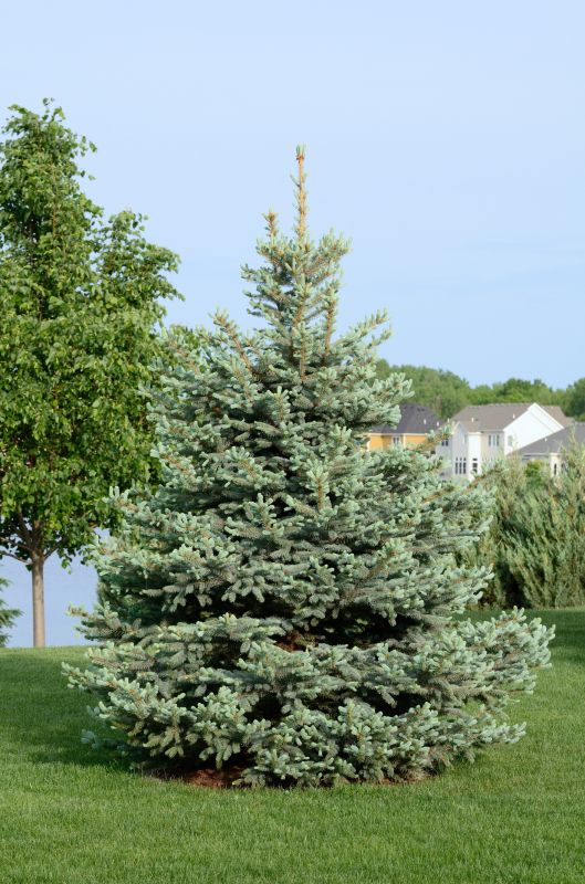 Spruce Tree Pruning