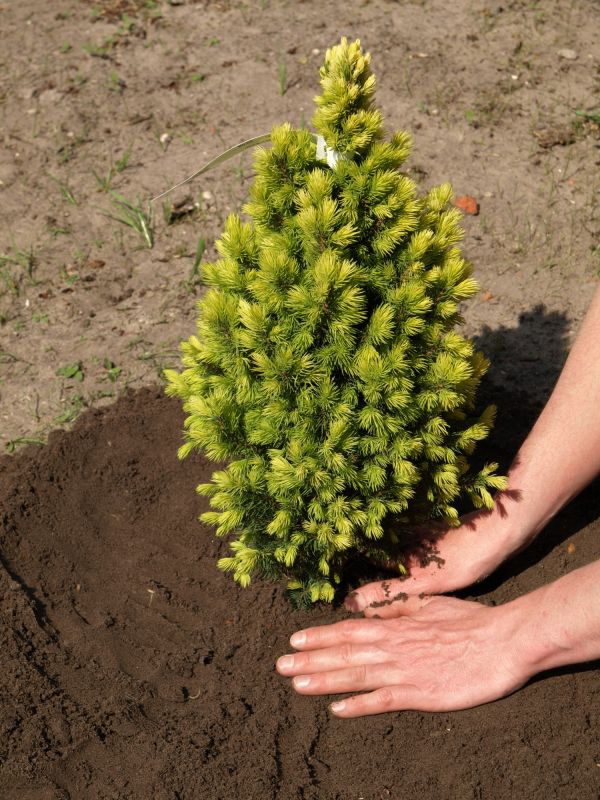 Spruce Tree Pruning