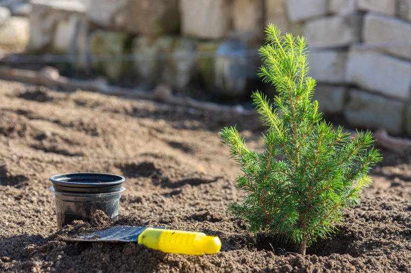 Spruce Tree Pruning