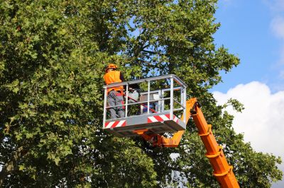 Arborist Pruning Large Branches