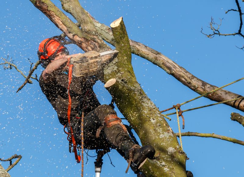 Arborist with Safety Gear