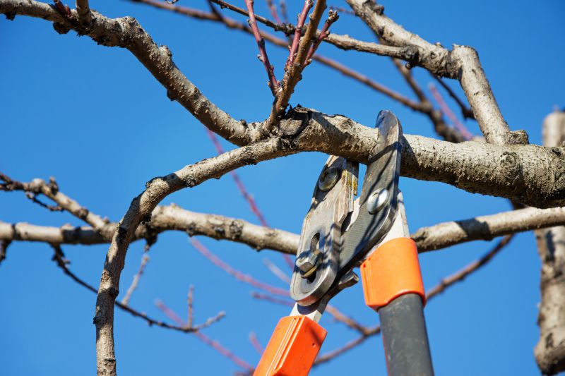 Tree Pruning with Power Tools