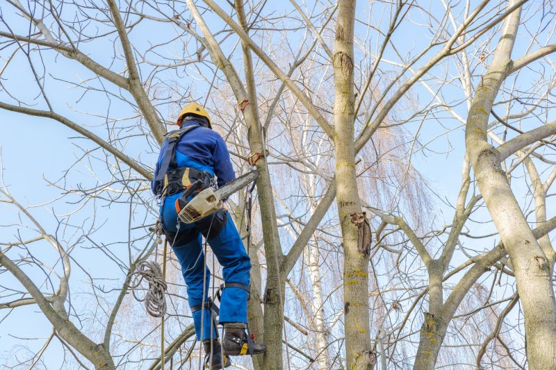 Safety Gear in Tree Trimming