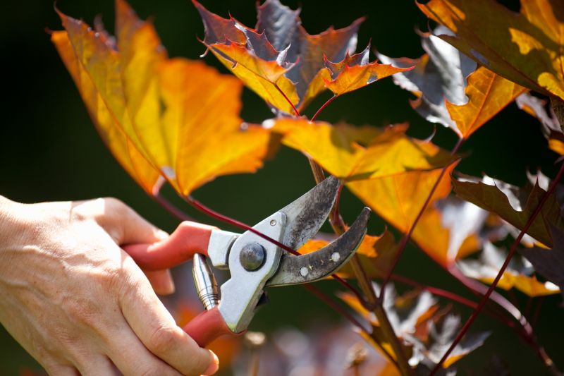 Avoid late summer pruning