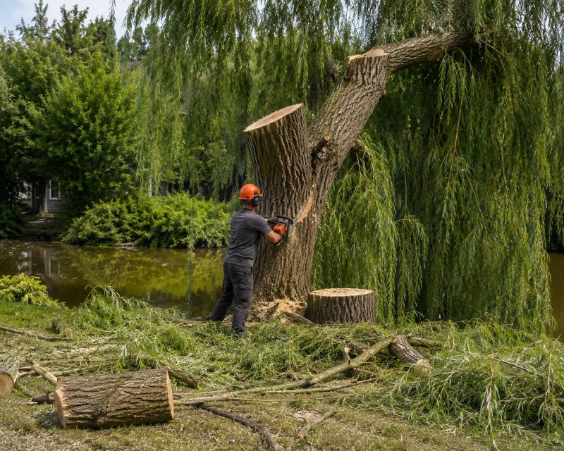 Willow Tree Removal in Aiken, SC